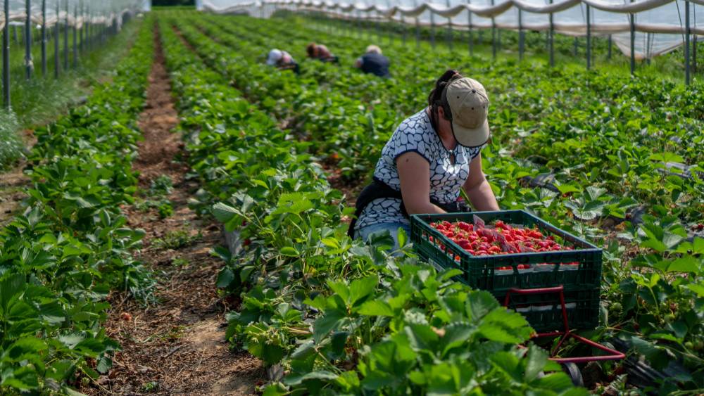 Landbouw en tuinbouw houden gemeenschapsdienst buiten