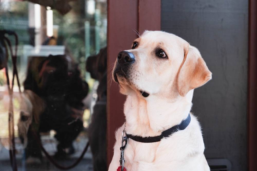 Blindengeleidehond
